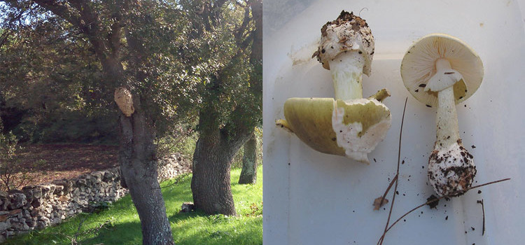 Amanita phalloides e calabrone rosso, i pericoli della natura nocese