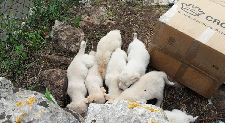 sos-4zampe-cuccioli-cartone