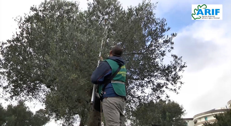 Xylella, monitoraggi anche a Noci