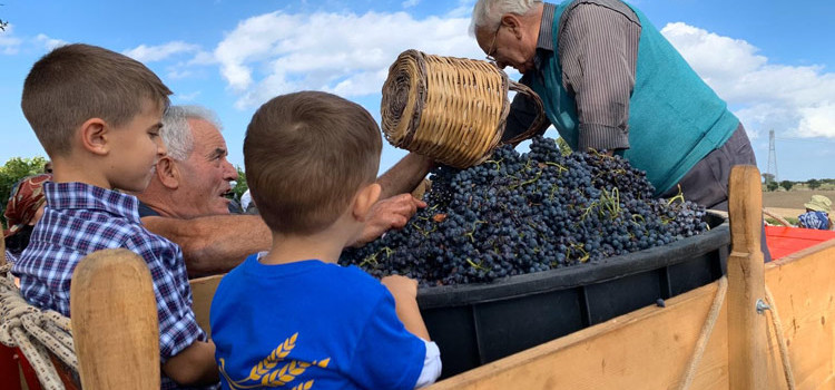 La vendemmia dei bambini: nonni e nipoti tra i filari d’uva