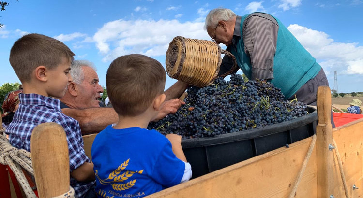 La vendemmia dei bambini: nonni e nipoti tra i filari d’uva