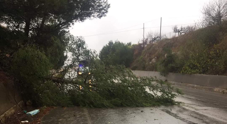 MALTEMPO E DISAGI: crolla un albero sulla Noci-Putignano