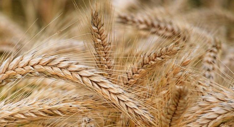 La guerra in Ucraina fa schizzare il prezzo del grano