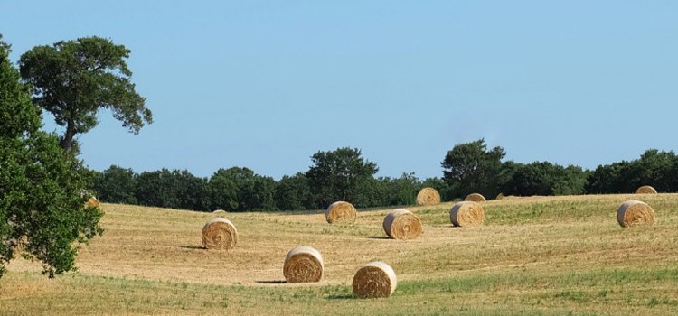 Il paesaggio che mangiamo: un progetto per la promozione del benessere fisico e alimentare