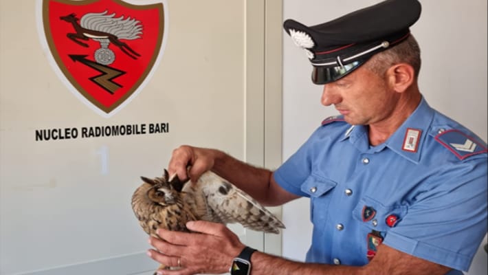 Gufo ferito salvato da un Carabiniere