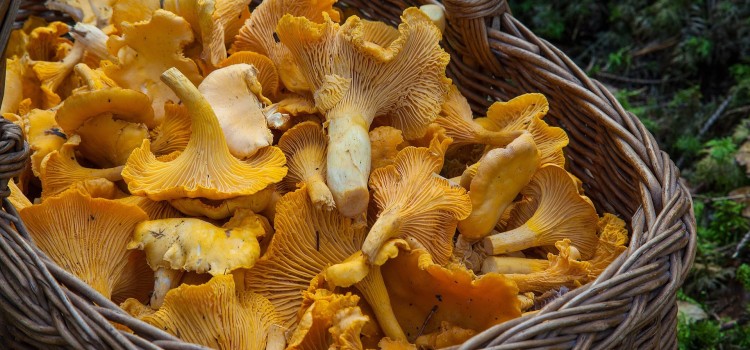 Vanno a funghi e si perdono nel bosco