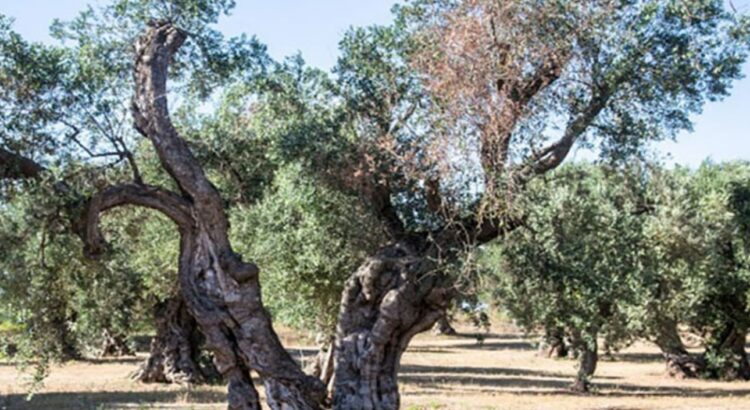 Trattamenti obbligatori contro la Xylella entro il 10 Giugno